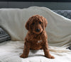 Goldendoodle For Sale Sugarcreek OH Male-Winston