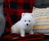 Pomeranian For Sale Sugarcreek OH Male-Buttons
