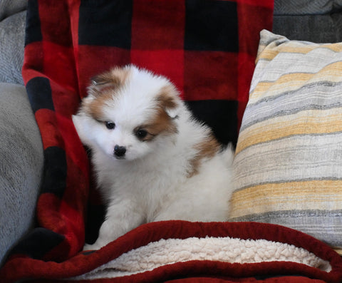 Pomeranian For Sale Sugarcreek OH Male-Teddy