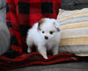 Pomeranian For Sale Sugarcreek OH Male-Bubbles
