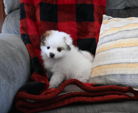 Pomeranian For Sale Sugarcreek OH Male-Bubbles