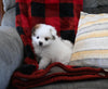 Pomeranian For Sale Sugarcreek OH Male-Bubbles
