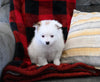 Pomeranian For Sale Sugarcreek OH Female-Poppy