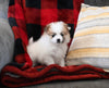 Teacup Pomeranian For Sale Sugarcreek OH Female-Tiny