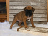 AKC Registered Boxer For Sale Fredericksburg OH Female-Daisy