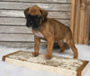 AKC Registered Boxer For Sale Fredericksburg OH Female-Daisy