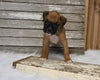 AKC Registered Boxer For Sale Fredericksburg OH Female-Dinah