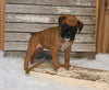 AKC Registered Boxer For Sale Fredericksburg OH Female-Dinah