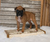 AKC Registered Boxer For Sale Fredericksburg OH Female-Dinah