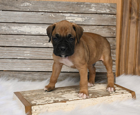 AKC Registered Boxer For Sale Fredericksburg OH Male-Derek