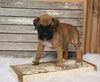 AKC Registered Boxer For Sale Fredericksburg OH Male-Derek