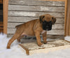 AKC Registered Boxer For Sale Fredericksburg OH Male-Derek
