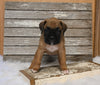 AKC Registered Boxer For Sale Fredericksburg OH Male-Derek