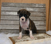 AKC Registered Boxer For Sale Fredericksburg OH Male-Drew