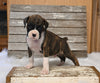 AKC Registered Boxer For Sale Fredericksburg OH Male-Drew