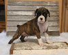 AKC Registered Boxer For Sale Fredericksburg OH Male-Drew
