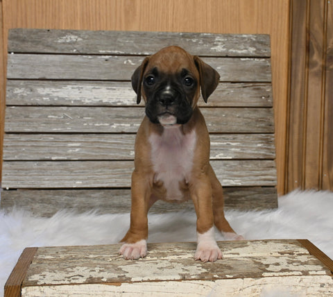 AKC Registered Boxer For Sale Fredericksburg OH Female-Dee