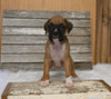 AKC Registered Boxer For Sale Fredericksburg OH Female-Dee