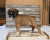 AKC Registered Boxer For Sale Fredericksburg OH Female-Dee