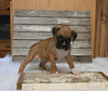 AKC Registered Boxer For Sale Fredericksburg OH Female-Dee