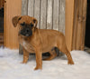 Boxer/Bulldog For Sale Fredericksburg OH Male-Barney