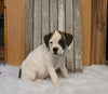 Boxer/Bulldog For Sale Fredericksburg OH Female-Brandy
