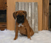 AKC Registered Boxer For Sale Fredericksburg OH Female-Patty