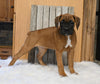 AKC Registered Boxer For Sale Fredericksburg OH Female-Patty