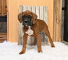 AKC Registered Boxer For Sale Fredericksburg OH Male-Payton