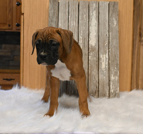 AKC Registered Boxer For Sale Fredericksburg OH Female-Peggy