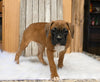AKC Registered Boxer For Sale Fredericksburg OH Female-Peggy