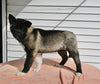 AKC Registered Akita For Sale Millersburg OH Female-Asha