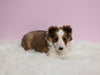 ACA Registered Shetland Sheepdog For Sale Baltic OH Female-Tina