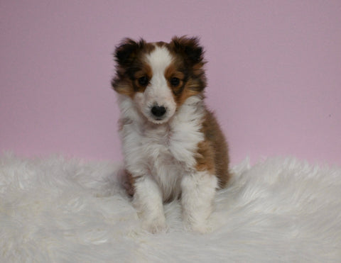 ACA Registered Shetland Sheepdog For Sale Baltic OH Female-Tina