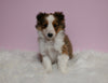 ACA Registered Shetland Sheepdog For Sale Baltic OH Female-Tina