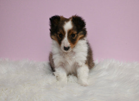 ACA Registered Shetland Sheepdog For Sale Baltic OH Male-Tommy