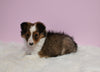 ACA Registered Shetland Sheepdog For Sale Baltic OH Male-Tommy