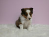 ACA Registered Shetland Sheepdog For Sale Baltic OH Male-Rosco