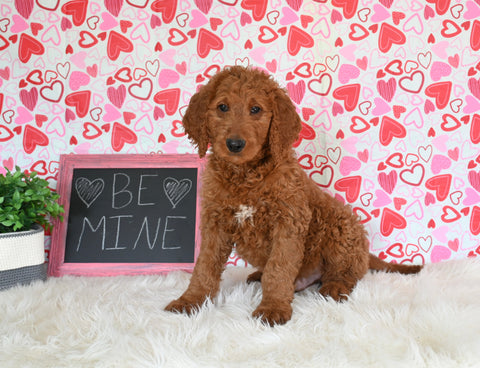 Goldendoodle For Sale Sugarcreek OH Male-Winston