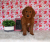 Goldendoodle For Sale Sugarcreek OH Male-Winston
