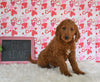 Goldendoodle For Sale Sugarcreek OH Male-Winston