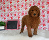 Goldendoodle For Sale Sugarcreek OH Male-Damen