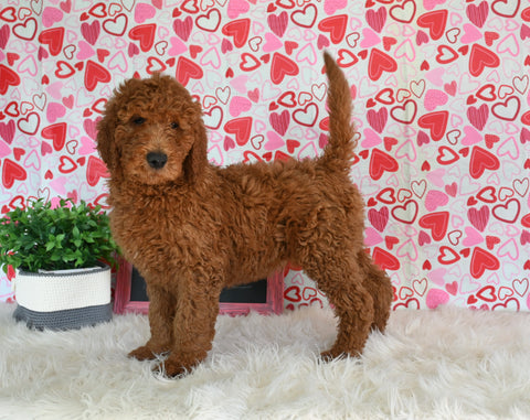 Goldendoodle For Sale Sugarcreek OH Male-Damen