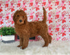 Goldendoodle For Sale Sugarcreek OH Male-Damen