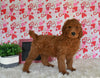 Goldendoodle For Sale Sugarcreek OH Male-Damen