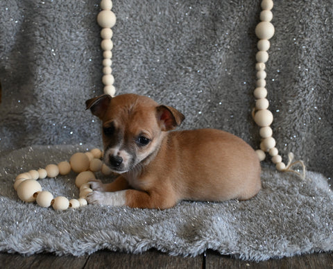 Chihuahua For Sale Mt Vernon OH Male-Bingo