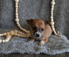 Chihuahua For Sale Mt Vernon OH Male-Bingo