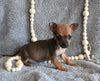 Chihuahua For Sale Mt Vernon OH Male-Tanner