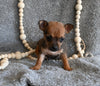 Chihuahua For Sale Mt Vernon OH Male-Tanner