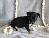 Chihuahua For Sale Mt Vernon OH Female-Lucy